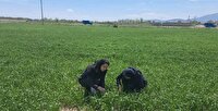 استمرار پایش مزارع گندم شهرستان ارومیه