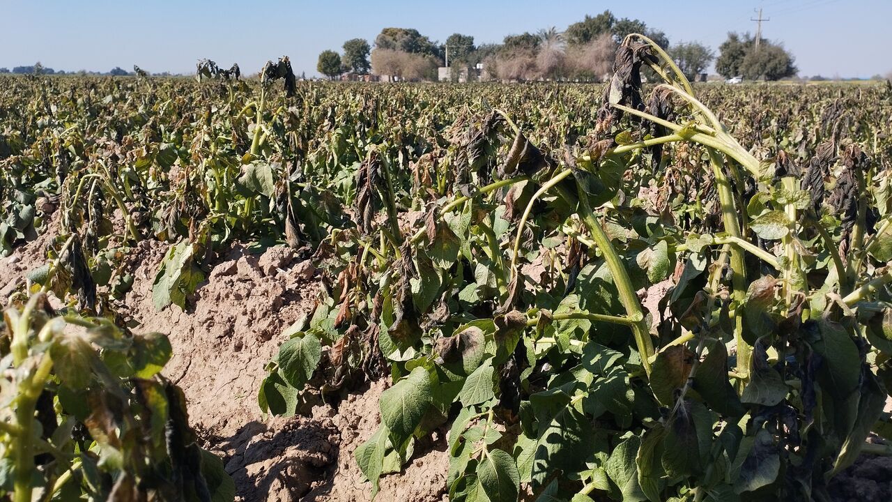 خسارت سرمازدگی به کشتزار‌های ایلام