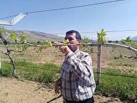 خسارت هزار میلیارد تومانی سرما به باغ‌های خراسان شمالی