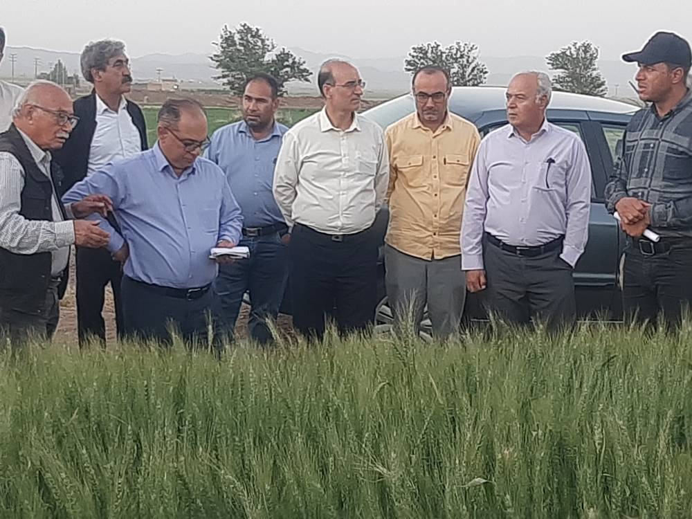 توسعه ارقام جدید، کلید دستیابی به خودکفایی در تولید گندم است