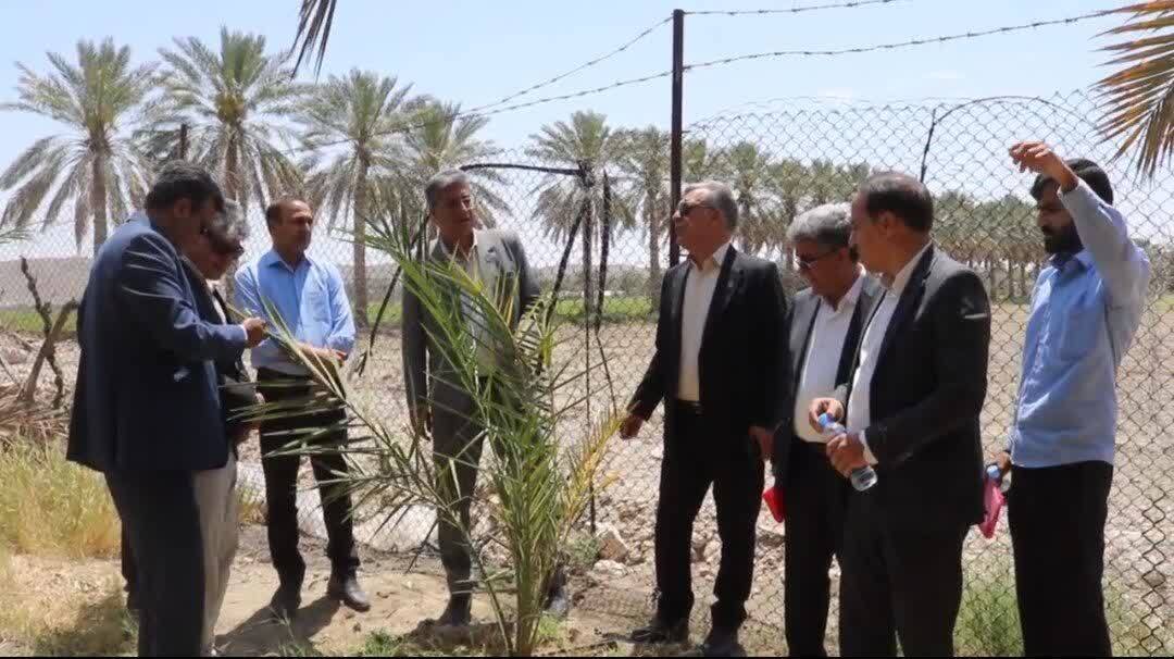 کاروان تحقیقی، آموزشی و ترویجی مبارزه با آفات خرما کاروان تحقیقی، آموزشی و ترویجی مبارزه با آفات خرما