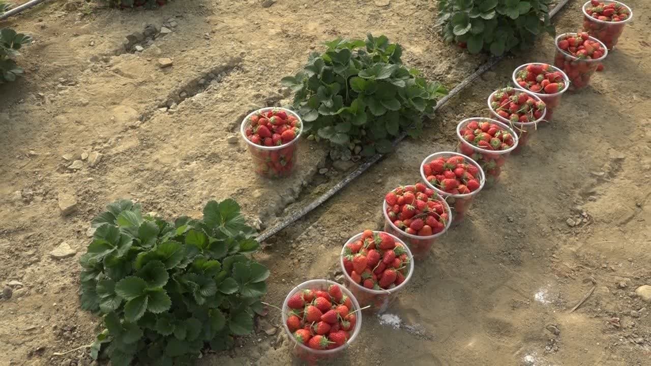 برداشت سالانه بیش از ۴۵ تن توت فرنگی در یک  گلخانه‌  در تکاب