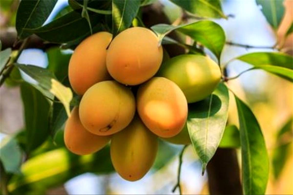 برداشت انبه درجنوب کرمان برداشت انبه درجنوب کرمان