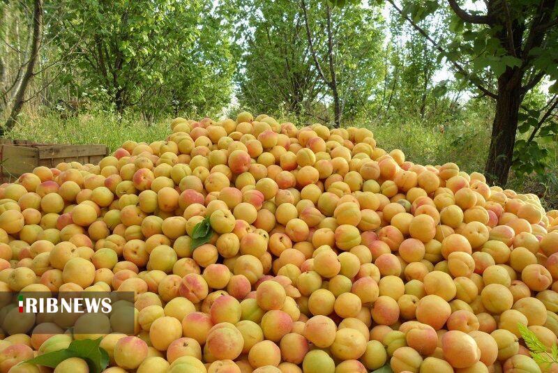 مروئک لرستان بزرگترین مجتمع تولید زردآلو در کشور