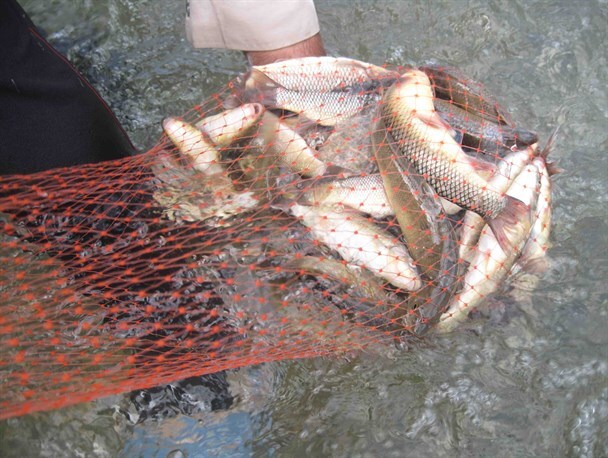 دستگیری دو فرد متخلف به جرم صید غیر مجاز ماهی در رودخانه قزل اوزن دستگیری دو فرد متخلف به جرم صید غیر مجاز ماهی در رودخانه قزل اوزن