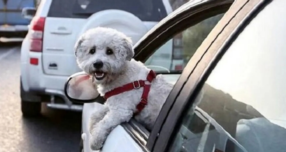 اعلام ممنوعیت سگ‌گردانی در سطح شهر اندیمشک از سوی دادستان شهرستان 