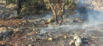 آتش سوزی منطقه دلی بجک در بویراحمد