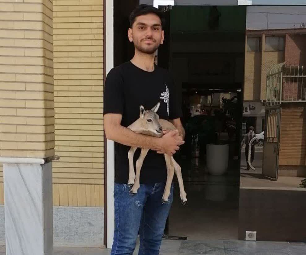 تحویل یک بره قوچ رها شده به اداره حفاظت محیط زیست سبزوار