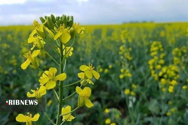 خرید تضمینی دانه روغنی کلزا از مرز یکصد تن گذشت خرید تضمینی دانه روغنی کلزا از مرز یکصد تن گذشت