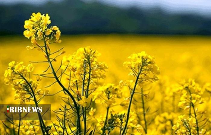 آغاز برداشت دانه روغنی کلزا در بروجرد آغاز برداشت دانه روغنی کلزا در بروجرد