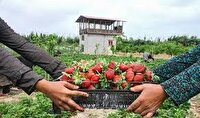 برداشت توت‌فرنگی از مزارع آذربایجان‌غربی