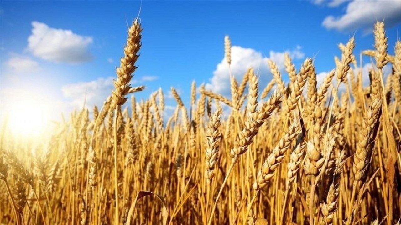 آغاز برداشت گندم در اراضی پایاب سد ارسباران
