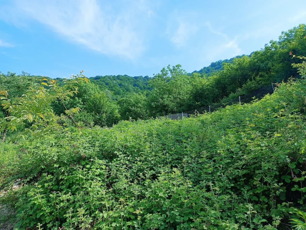 آسمان مازندران تا شنبه صاف و آفتابی