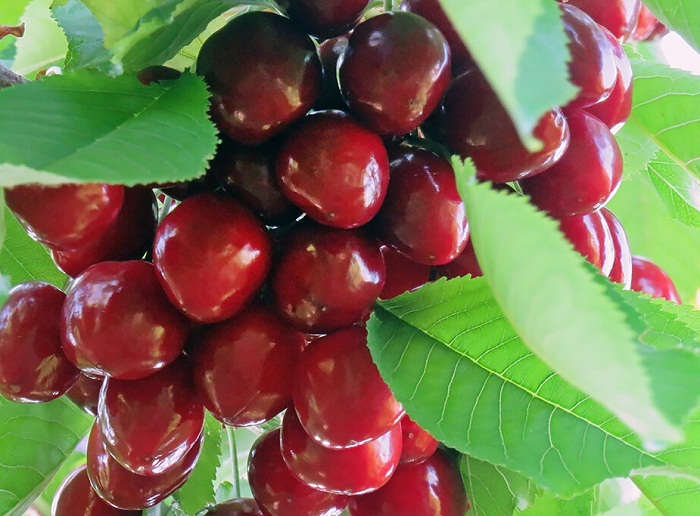 آغاز برداشت گیلاس از سطح باغات آذربایجان غربی