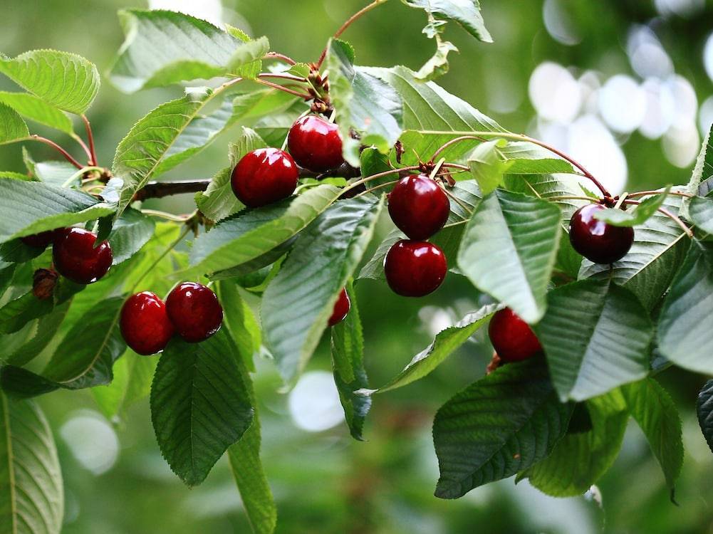 آغاز برداشت گیلاس از سطح باغات آذربایجان غربی