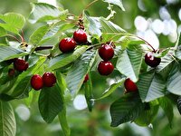 آغاز برداشت گیلاس از سطح باغات آذربایجان غربی
