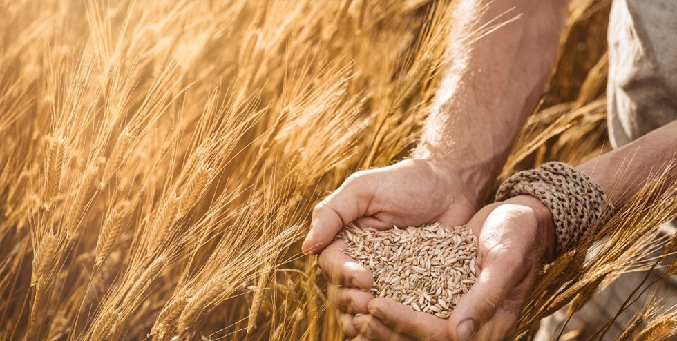 تولید نیمی از بذر گندم و جو مورد نیاز کشاورزان در استان تولید نیمی از بذر گندم و جو مورد نیاز کشاورزان در استان