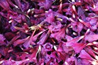 آغاز کشت گیاهان دارویی در خرمشهر