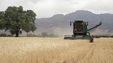 خرید 250 هزار تن گندم از کشاورزان لرستانی