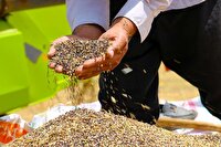 برداشت 12 هزار تن دانه روغنی کلزا در استان اردبیل