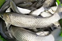 پیش بینی تولید 4 هزار و  300 تُن ماهی گرمابی در خراسان جنوبی