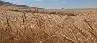 پیش‌بینی برداشت 45 هزار تن گندم از مزارع شهرستان مراغه