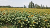 کاهش 35 درصدی مصرف آب در کشت دانه‌های آجیلی