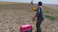 رهاسازی 5 بهله دلیجه  پس از تیمار در شمال اردبیل
