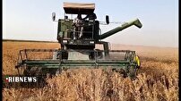 ادامه برداشت گلرنگ در روستای ملک آباد قمرود