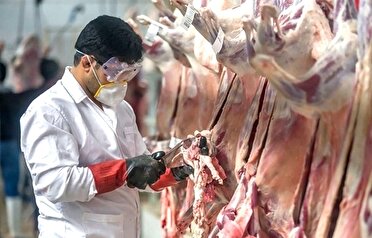 نظارت بازرسان دامپزشکی گیلان بر ذبح دام در تاسوعا و عاشورای حسینی