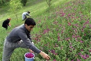 توسعه گیاهان دارویی، ارتقاء اقتصاد کشاورزان