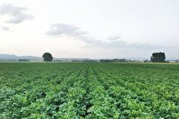 افزایش خطر شیوع بیماری سفیدک دروغین در مزارع سیب زمینی اردبیل