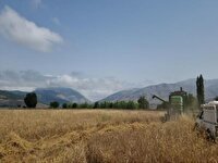 آغاز برداشت جو دیم در شهرستان نوشهر