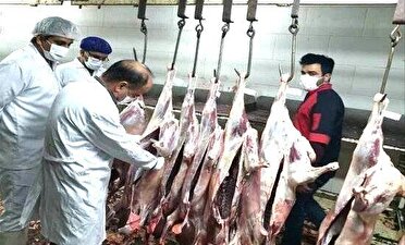 ذبح بیش از هزار راس دام در گیلان با نظارت کامل بازرسان