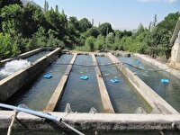 بازگشت مزرعه پرورش ماهیان سردآبی در اردبیل به چرخه تولید
