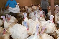 کشف 361 قطعه بوقلمون زنده قاچاق دربویین میاندشت