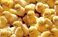 مازندران، رتبه نخست تولید تخم مرغ و جوجه یک روزه در کشور