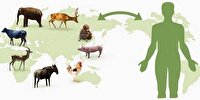 تزریق بیش از 1.7 میلیون دُز واکسن برای پیشگیری از بیماری‌های مشترک انسان و دام
