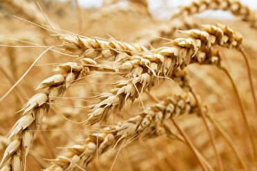 خرید 26 هزار تن محصولات راهبردی توسط تعاون روستایی کارون