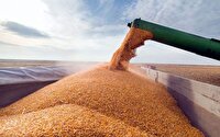 خرید تضمینی 52300 تن گندم از کشاورزان اصفهانی