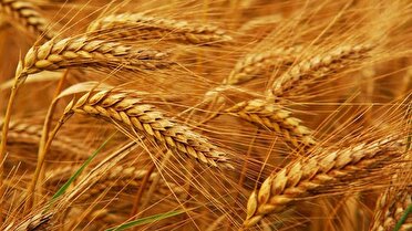 خرید 72 هزار تن گندم از کشاورزان لرستانی