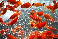 اصفهان یکی از قطب‌های صادراتی محصولات شیلاتی کشور