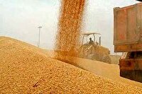 خرید بیش از 34 هزار تن گندم تا نیمه نخست تیرماه
