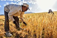 پیش‌بینی خرید ۲۵۰ هزار تن گندم از کشاورزان