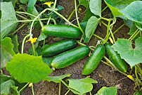 آغاز برداشت خیار در خراسان شمالی