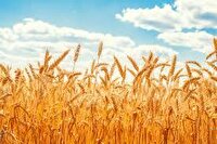 خرید تضمینی 316 هزار تٌن گندم مازاد  از کشاورزان خراسان‌رضوی