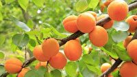 اهدای 450 کیلو آلو زرد توسط باغدار نیکوکار کلاتی به محرومان روستایی