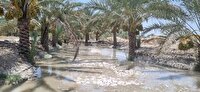 رهاسازی36 میلیون مترمکعب آب برای زمین‌های کشاورزی شادگان