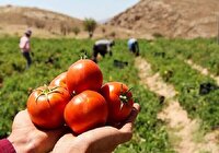 آغاز خرید حمایتی گوجه فرنگی و پرداخت ۸۲ درصد پول کلزا آغاز خرید حمایتی گوجه فرنگی و پرداخت ۸۲ درصد پول کلزا