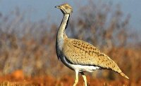 دستگیری 24متخلف محیط زیستی در خراسان جنوبی